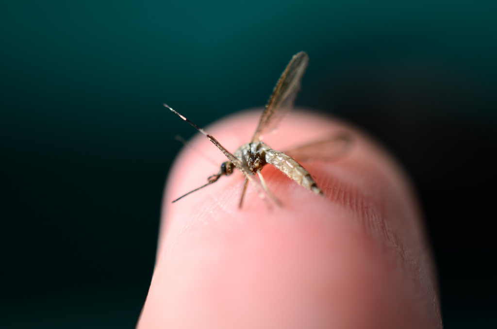 Virusul Zika – Cum Se Transmite, Simptome și Tratament Virusul Zika – Cum Se Transmite, Simptome și Tratament