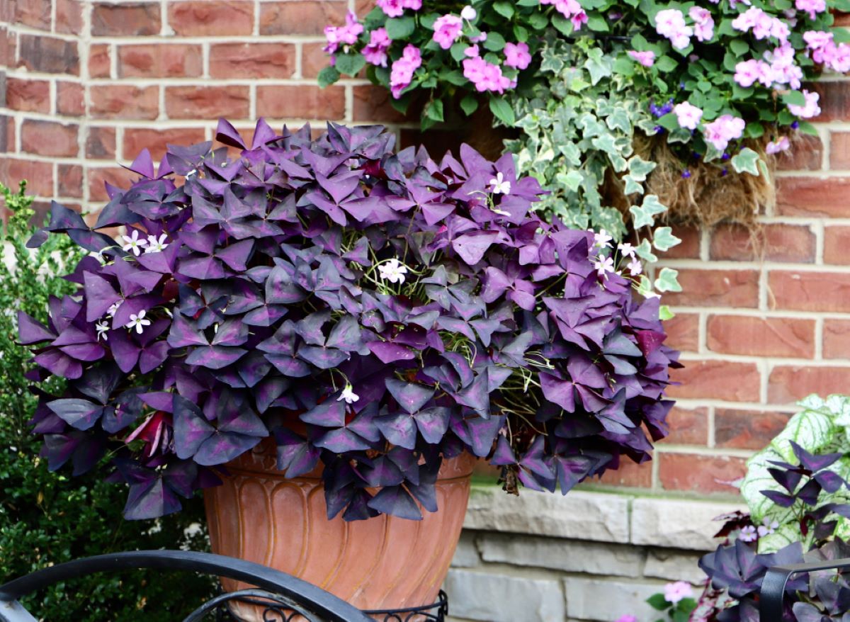 Cum Să îngrijești Oxalis Triangularis – Trifoiul Ornamental Cum Să îngrijești Oxalis Triangularis – Trifoiul Ornamental