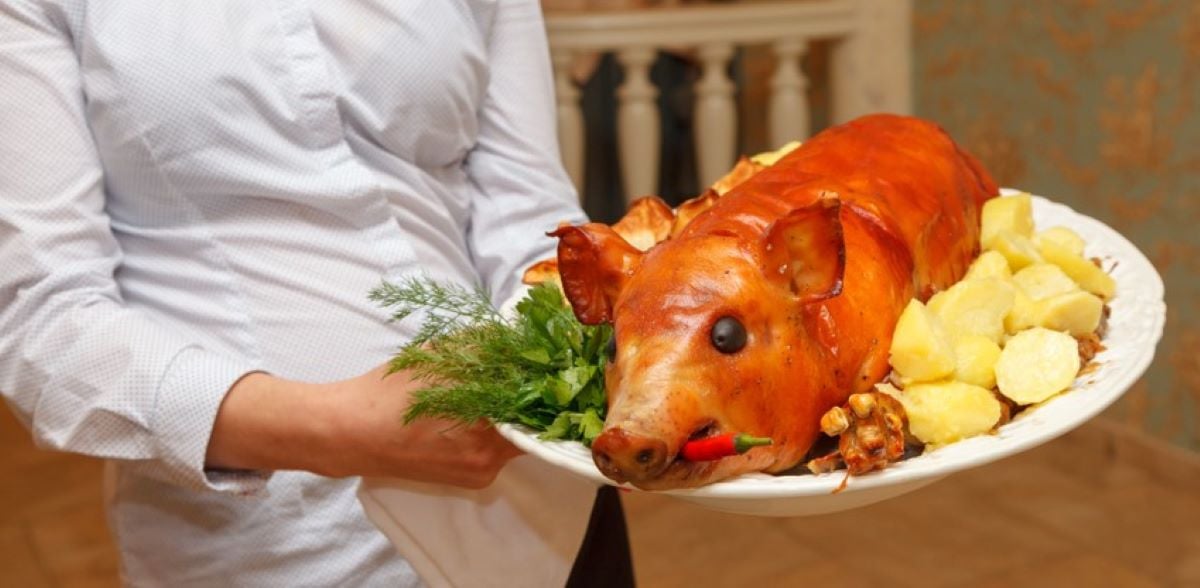 Rețete Cu Purcel De Lapte