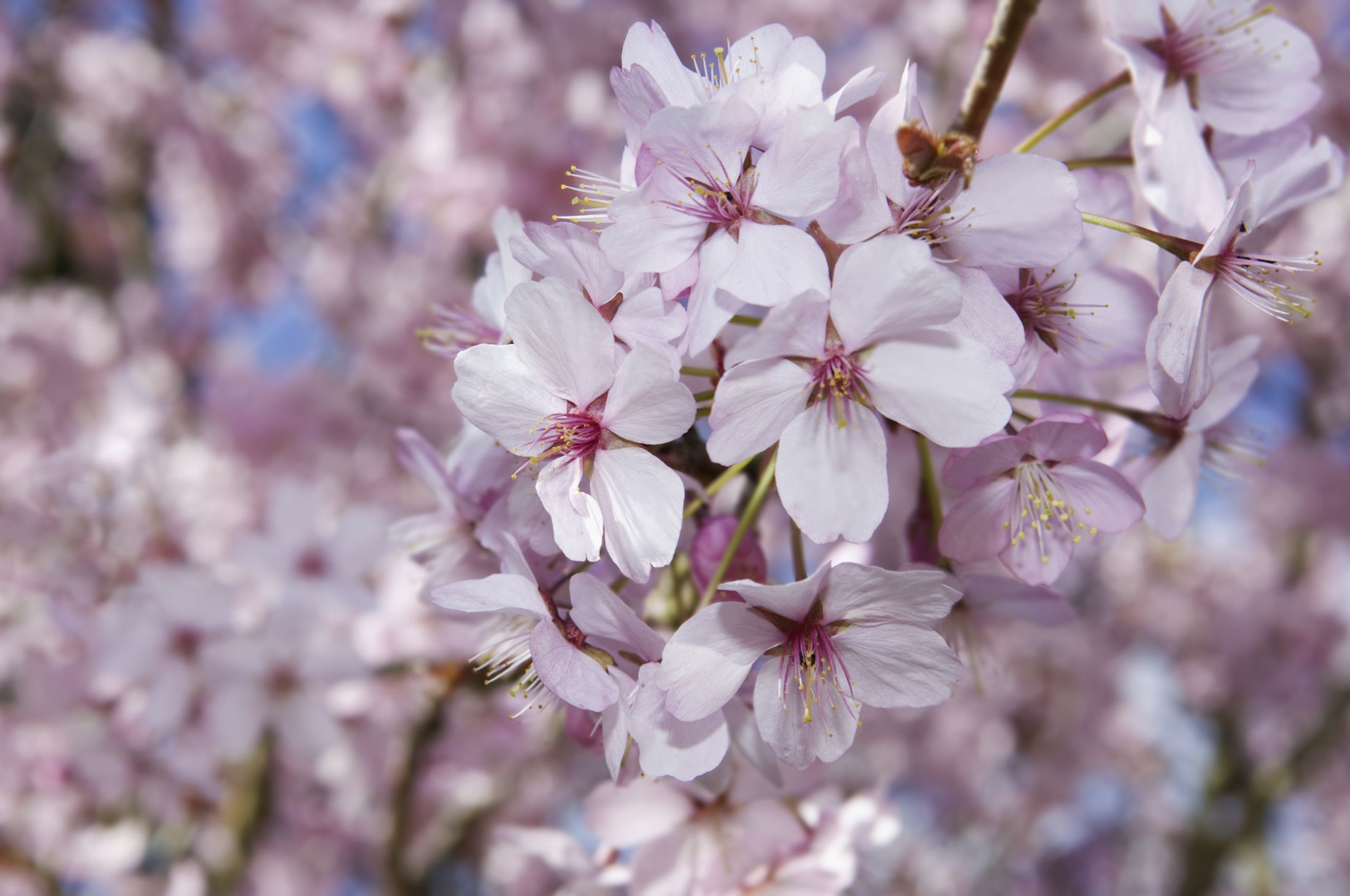 Florii 2024 – Tradiții și Superstiții De Florii. Ce Se Face în Duminica Patimilor