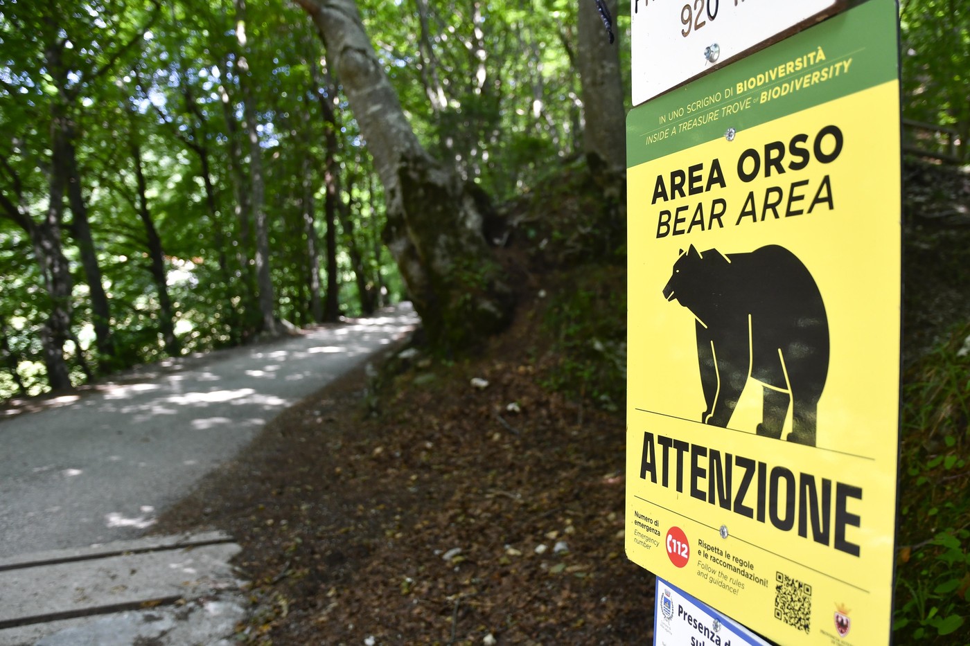 Problema URȘILOR depășește granițele României. ITALIA ia măsuri care scandalizează activiștii pentru drepturile animalelor Problema URȘILOR depășește granițele României. ITALIA ia măsuri care scandalizează activiștii pentru drepturile animalelor