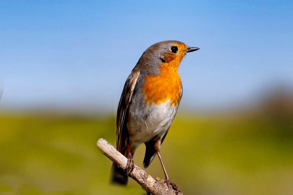 De Ce Nu Au Păsările Dinţi