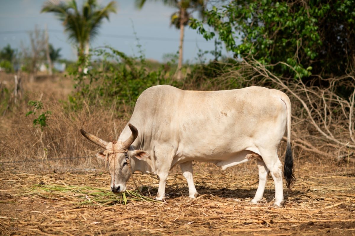Ce înseamnă Când Visezi Bou Ce înseamnă Când Visezi Bou