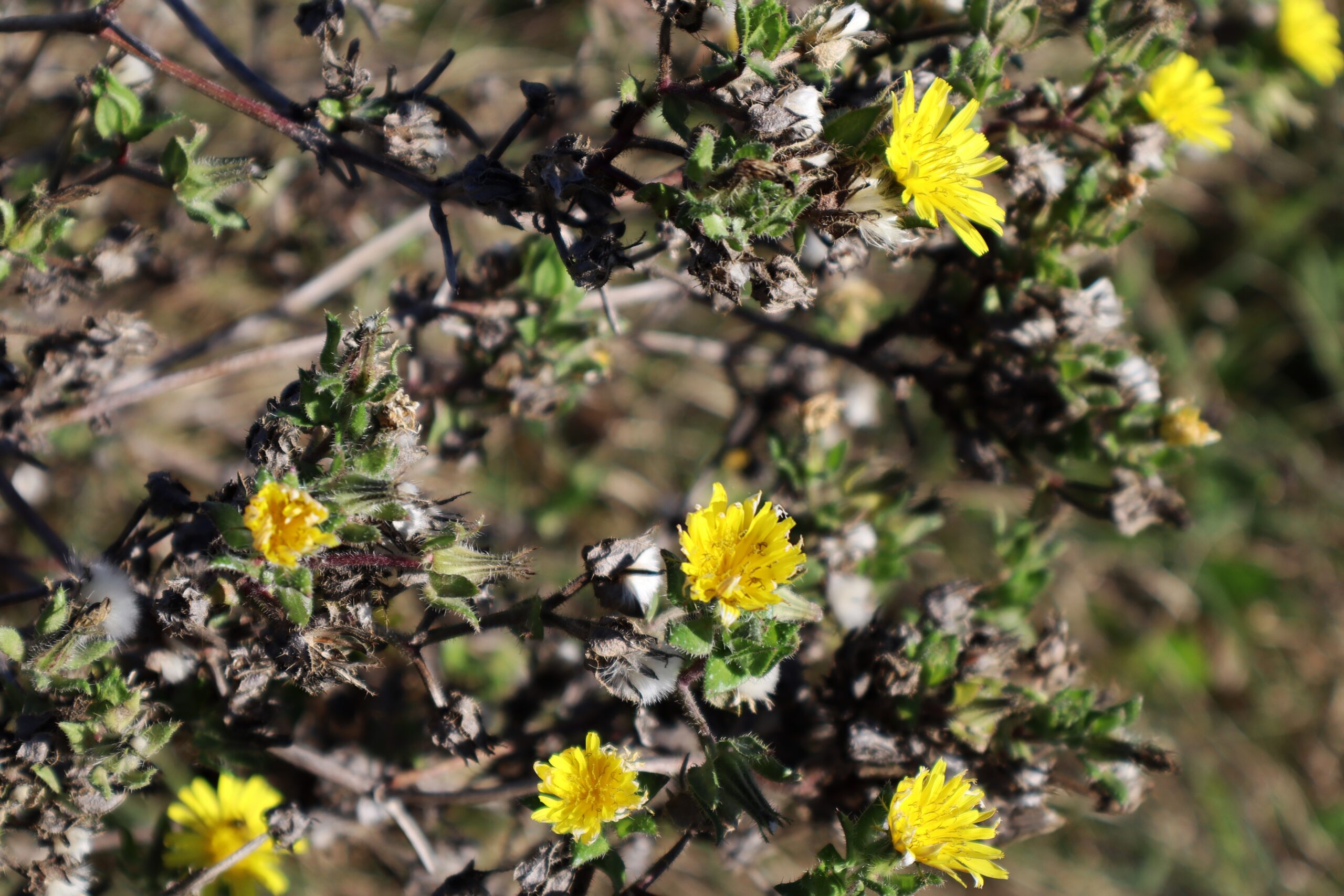 O specie de PLANTĂ descoperită în 1961 de către un student al Universităţii „Babeş-Bolyai” ar putea data de pe vremea mamuților și neanderthalienilor O specie de PLANTĂ descoperită în 1961 de către un student al Universităţii „Babeş-Bolyai” ar putea data de pe vremea mamuților și neanderthalienilor