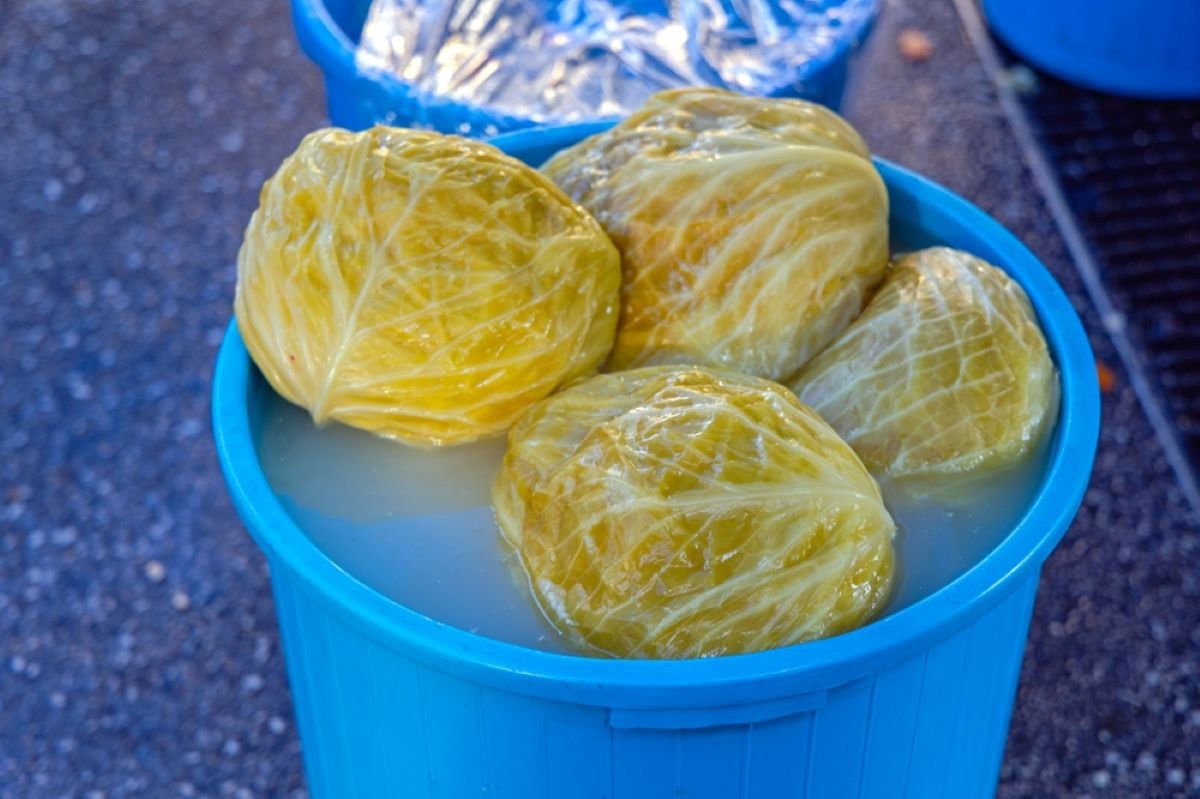 Câte Zile Se Vântură Varza Ca Să Nu Facă Floare