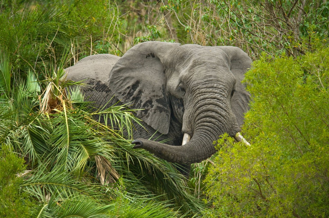 Din cauza secetei și a foametei, două țări africane OMOARĂ elefanții pentru a face rost de hrană
