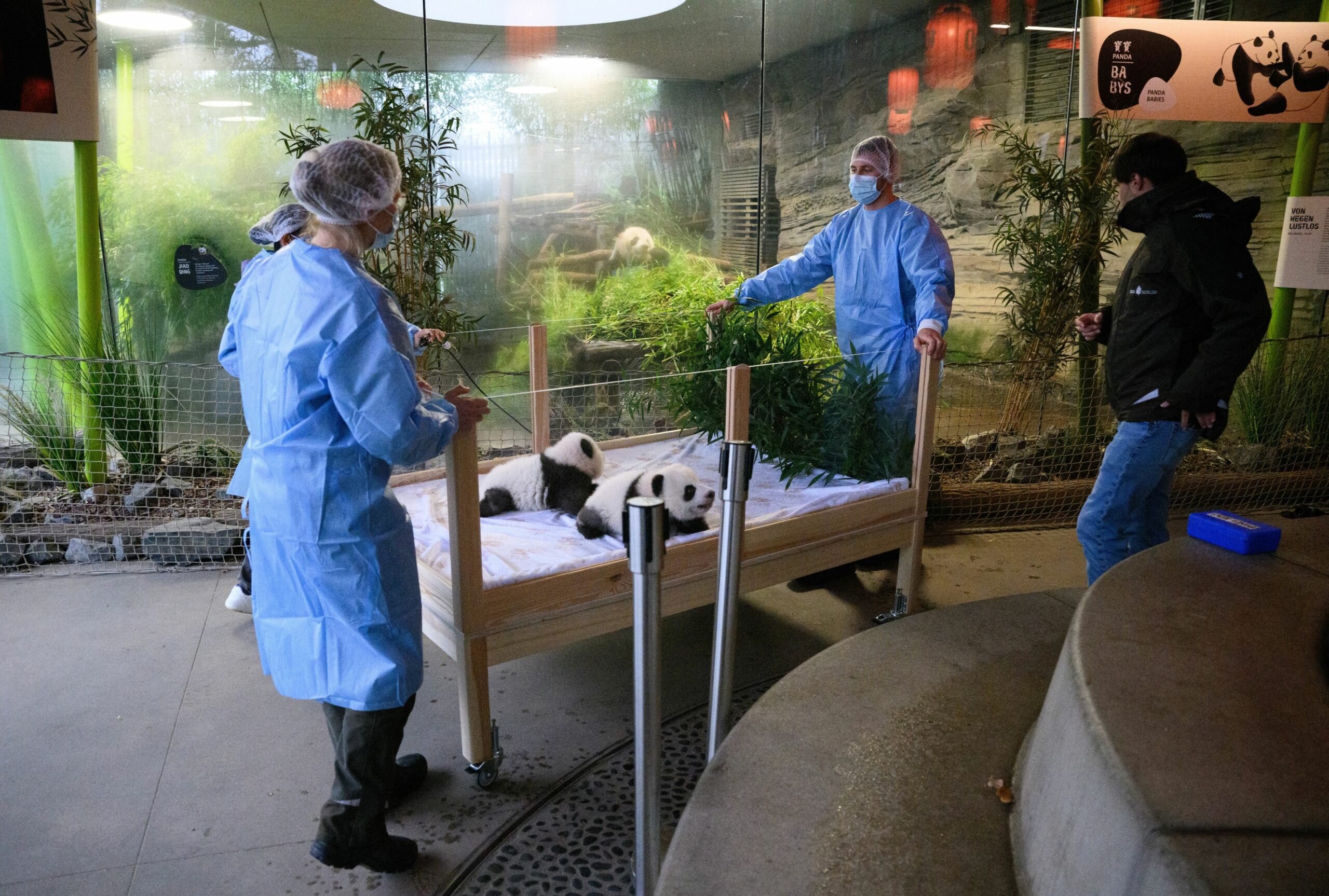 Grădina Zoologică din BERLIN a botezat doi ursuleți PANDA. Ce nume au primit micuții