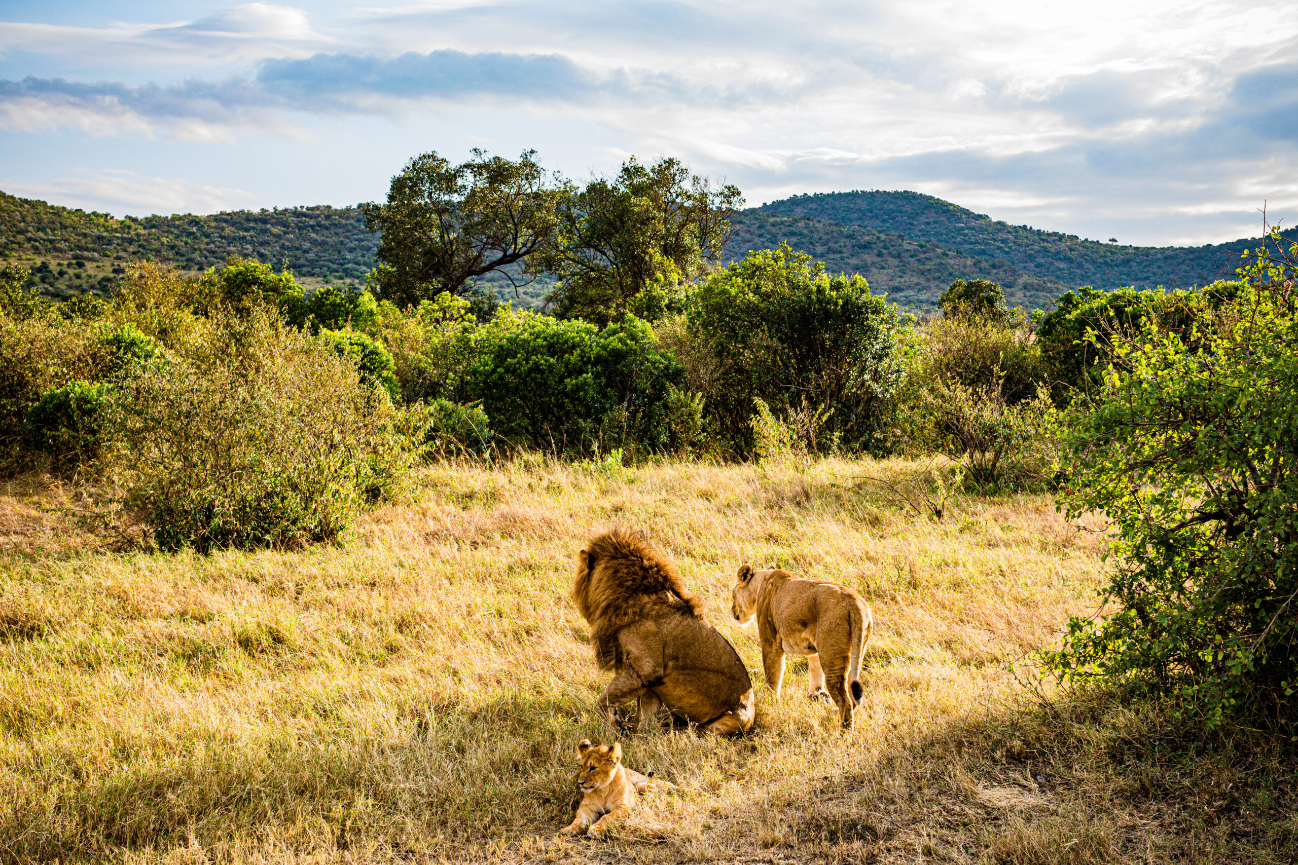 Un COPIL de opt ani a reușit să supraviețuiască printre lei și elefanți, după ce s-a rătăcit de familie