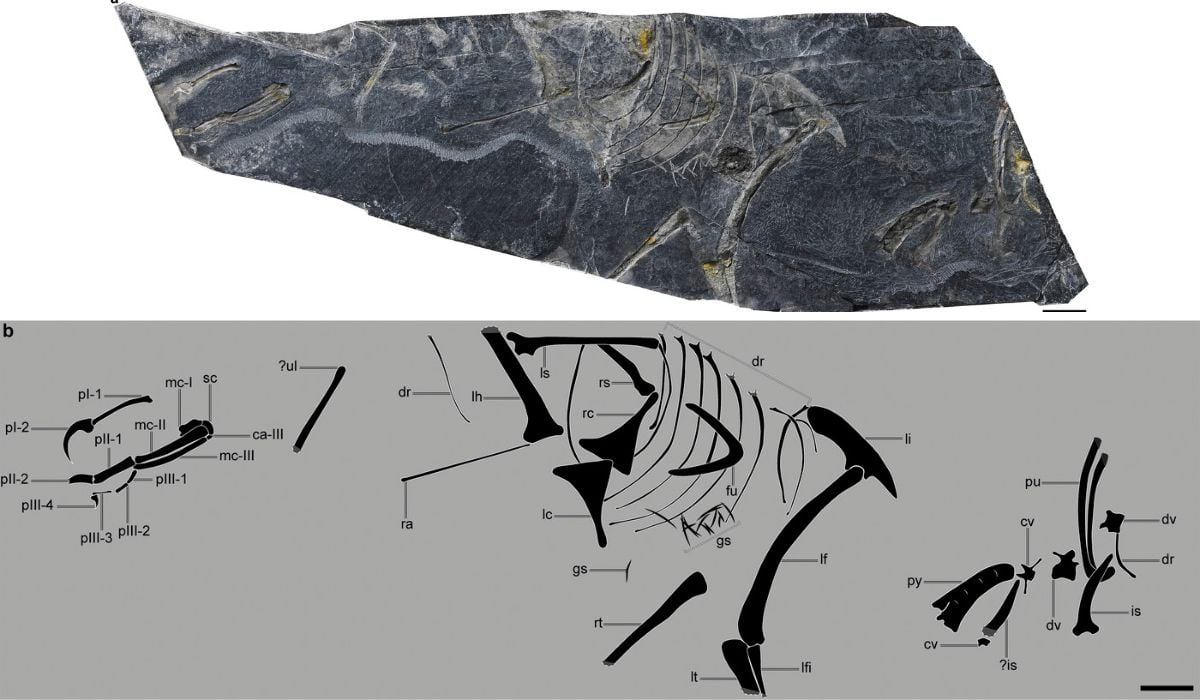 O Fosilă Din Jurasic Descoperită în China Rescrie Istoria Evoluției Aviare: „A Rămas Singura Fosilă Necontestată” O Fosilă Din Jurasic Descoperită în China Rescrie Istoria Evoluției Aviare: „A Rămas Singura Fosilă Necontestată”