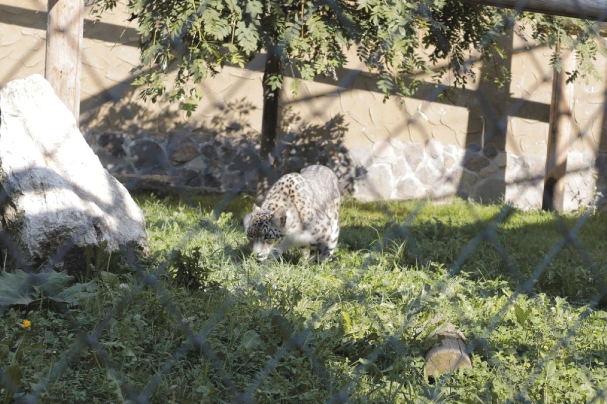 Grădina zoologică Brașov – cât costă biletul și ce poți vedea