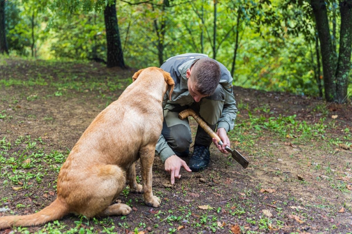 Care sunt cele mai potrivite rase de câini pentru căutat trufe