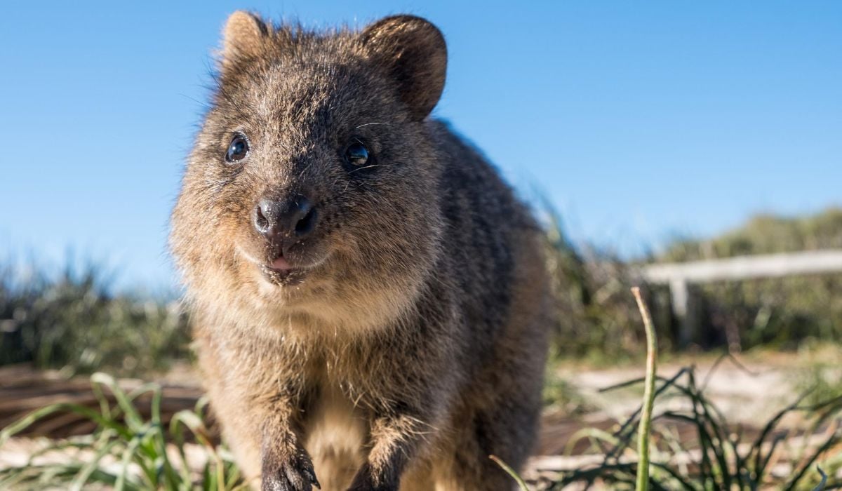 Ce este un quokka, animăluțul zâmbăreț care atrage turiștii pe insula secretă din Oceanul Indian