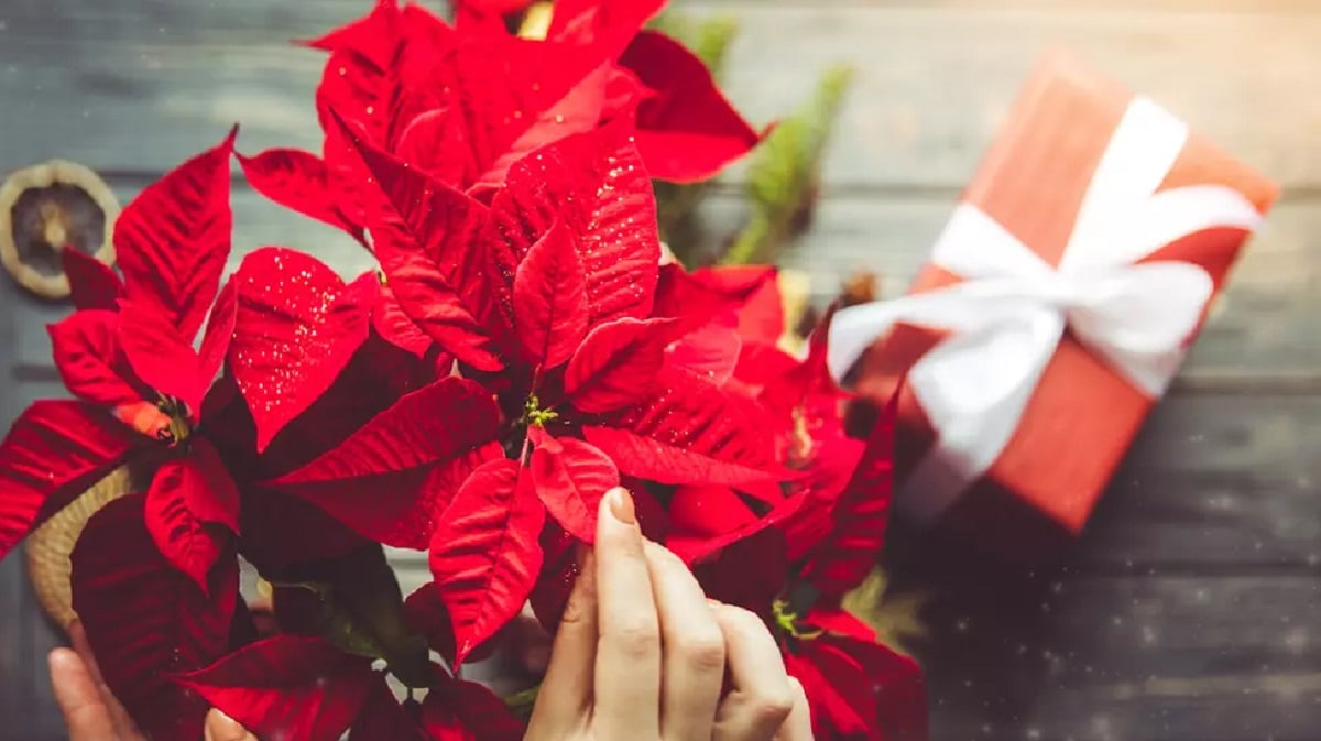 Ce este Crăciunița- de ce este considerată Floarea Crăciunului