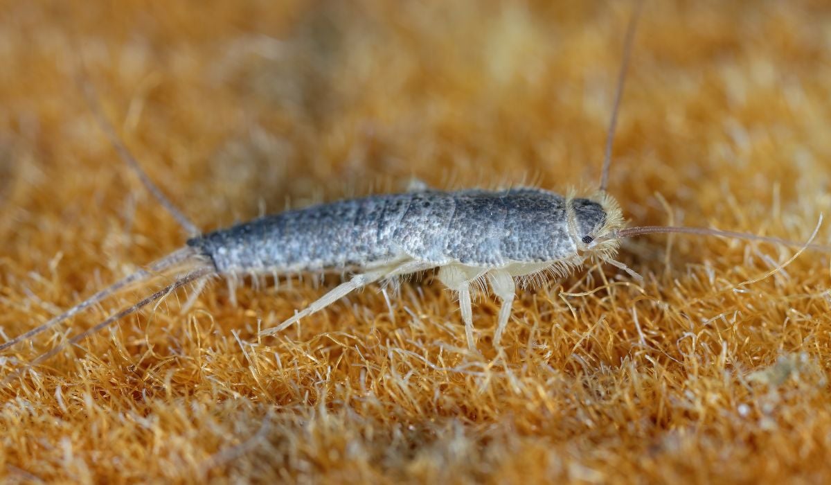 Dacă vezi această insectă în baie, ia măsuri imediat. Cât de periculoase sunt și cum scapi de ele