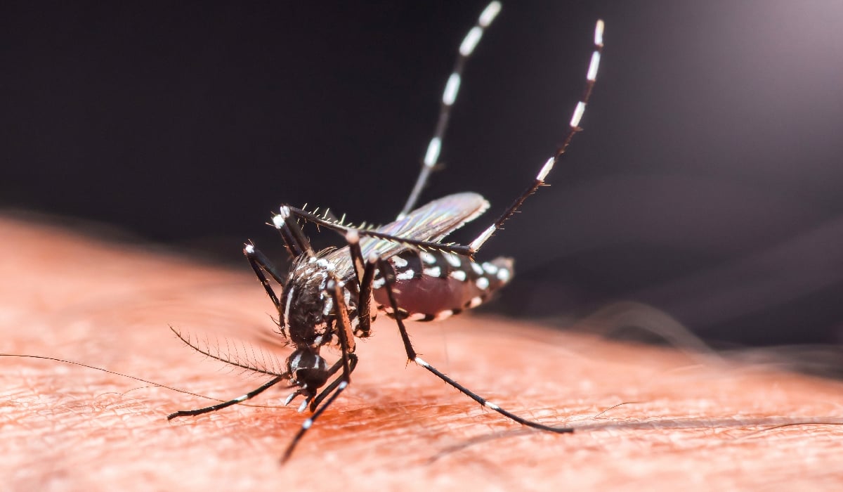 Cum se pot proteja turiștii de boli tropicale: ce este virusul Chikungunya