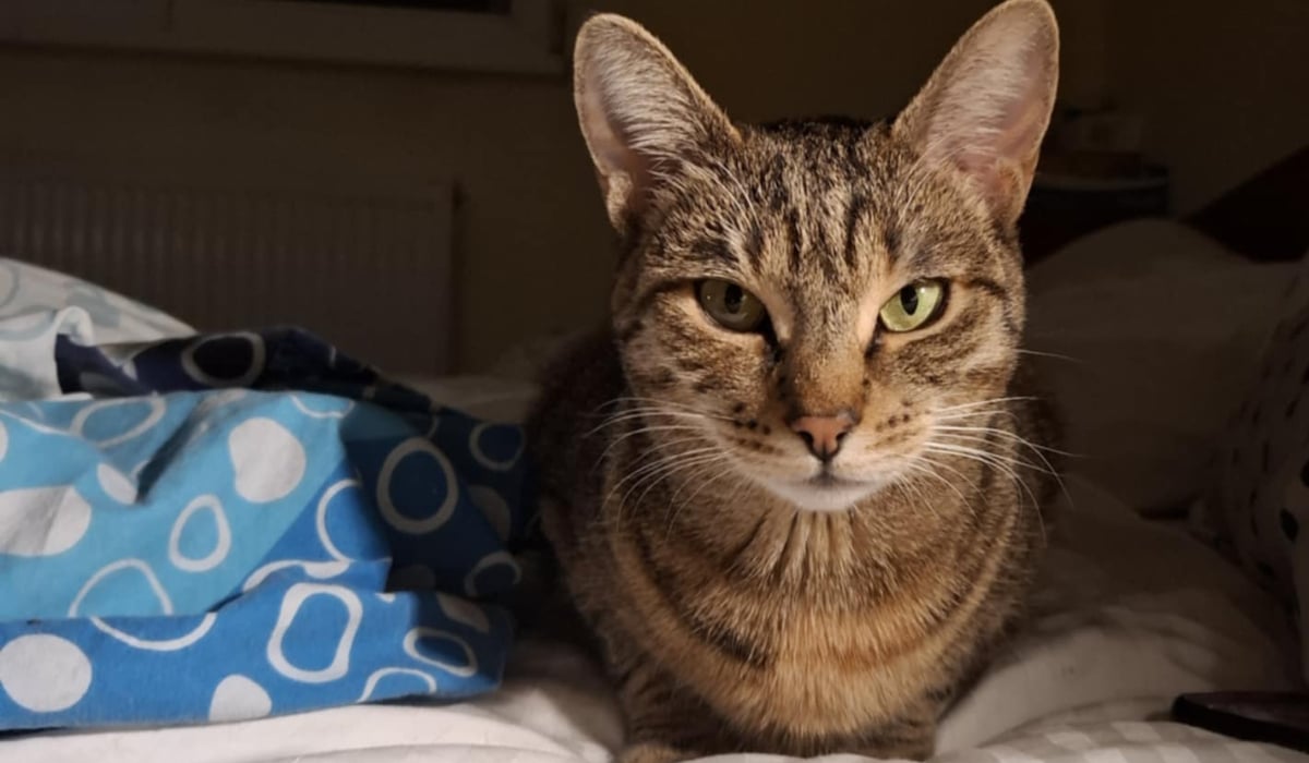 Metoda prin care poți să chemi o pisică fără să spui „miau-miau” sau „pis-pis”: îi atrage atenția imediat Metoda prin care poți să chemi o pisică fără să spui „miau-miau” sau „pis-pis”: îi atrage atenția imediat