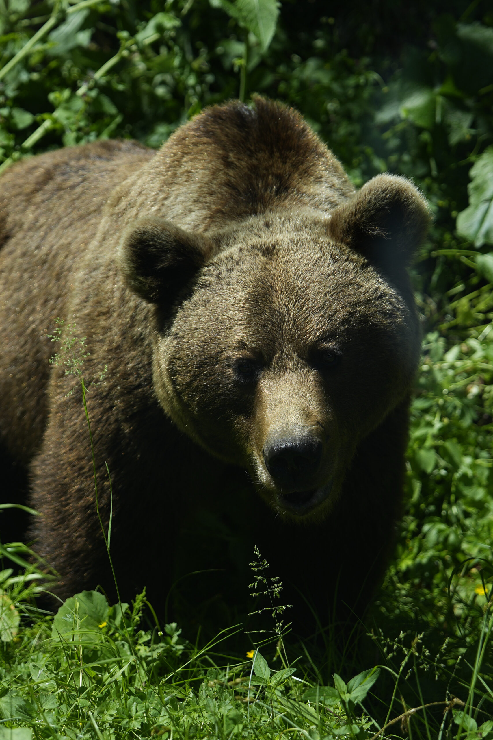 Deputații votează miercuri legea urșilor