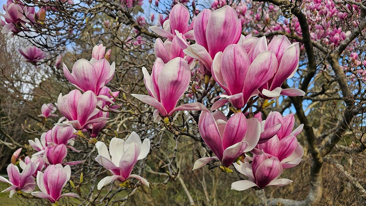 RADAr CULTURAL. Legenda Meșterului Magnolie